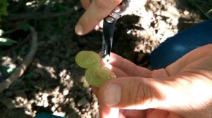 @Цимус вкусный виноград селекции Писанки О М  Виноград 2020