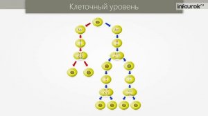 Уровни организации живой материи | Биология 10 класс #3 | Инфоурок
