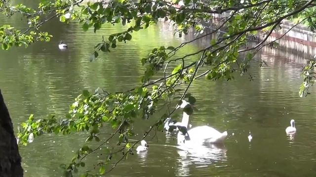 Мама-лебедь и четверо "гадких" утят смотреть онлайн