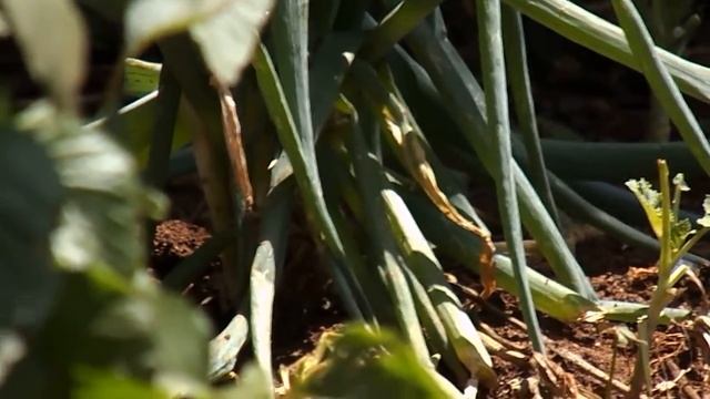 Nikon coolpix L320 Video test [Autofocus] смотреть онлайн