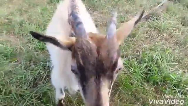 Самара -Тамбов .Моя примьера.... смотреть онлайн