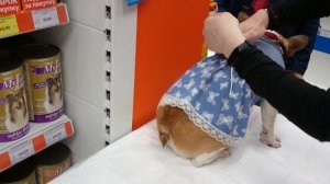 Французский бульдог Варя: в зоомагазине "4 ЛАПЫ"/French bulldog Barbara: in the pet store "4LAPI"