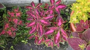 Летний обзор колеусов в саду