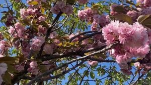 Природа Сочи не перестает удивлять. После магнолии цветет сакура