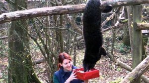 КОШАЧИЙ МЕДВЕДЬ БИНТУРОНГ! Можно ли заводить как домашнего питомца? Описание и образ жизни.