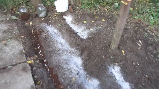 Кофе с чесноком.(Выращивание чеснока на кофейной гуще).