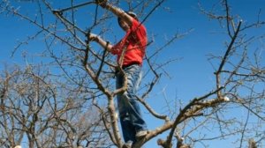 Обрезка плодовых деревьев весной