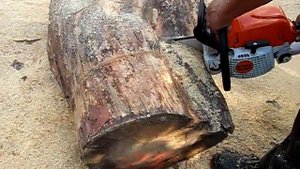 Pilarka spalinowa Stihl MS 291 - ostatni wałek sosnowy... :) ;)