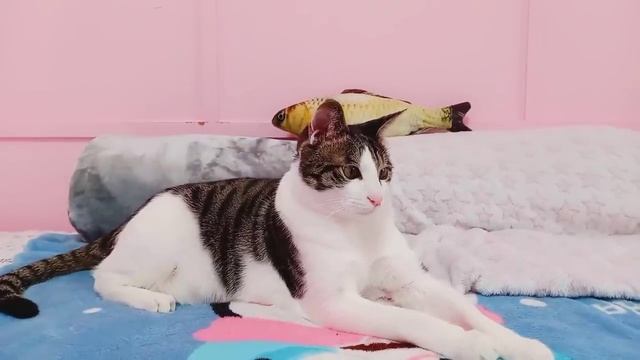 НАША ЖИЗНЬ С РЕБЕНКОМ! ГДЕ ТЕПЕРЬ НАШИ КОТЫ!ПОВСЕДНЕВНЫЕ ХЛОПОТЫ! Korea Vlog смотреть онлайн