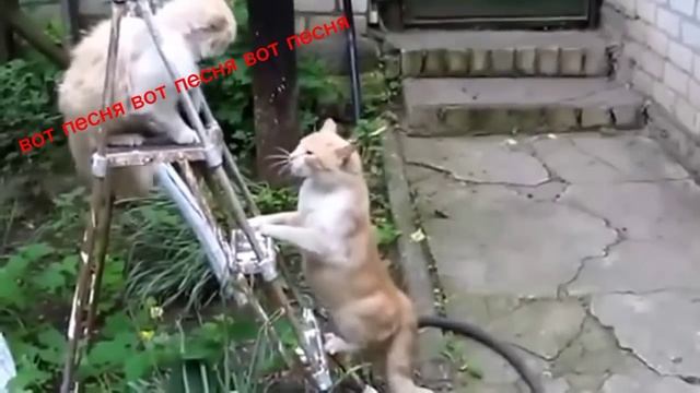 жизнь котов 3 смотреть онлайн