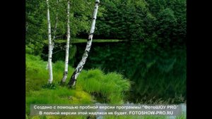 береза и клен