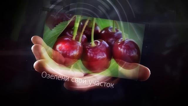 Крупномеры. Плодовые и декоративные саженцы из Подмосковного Питомника.