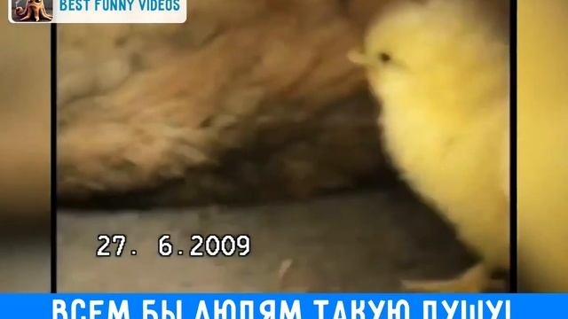 собака и цыпленок смотреть онлайн