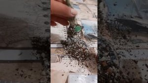 Как нарастить корни адениума