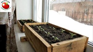 Почему семена томатов не прорастают и как ускорить процес