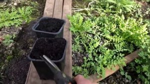 Весеннее черенкование метельчатой ГОРТЕНЗИИ.