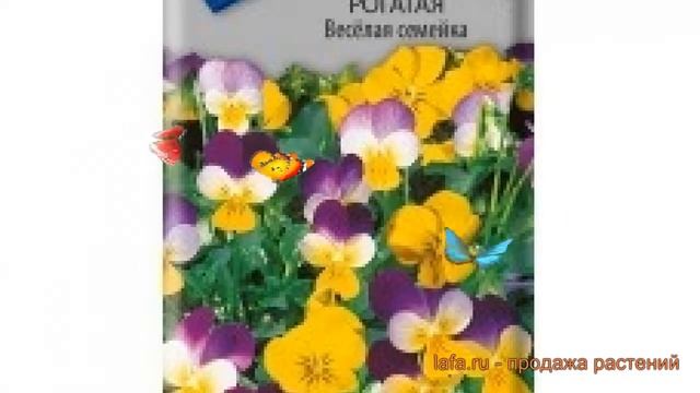 Фиалка рогатая Веселая семейка (veselaya semeyka) ? обзор: как сажать, семена фиалки Веселая семейк
