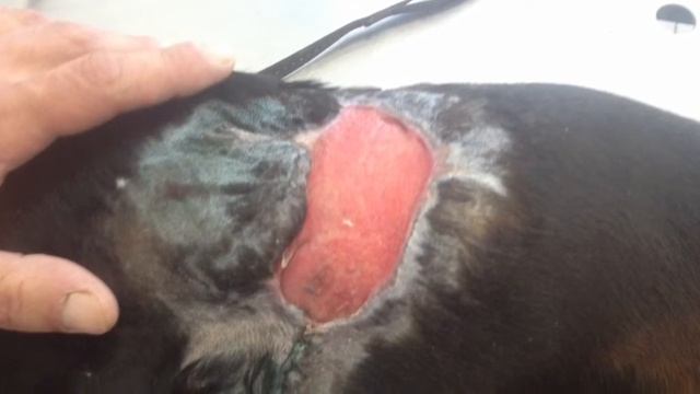 Раневая инфекция у собаки!!! смотреть онлайн