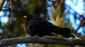 Вечерняя песня чёрного дрозда Turdus merula