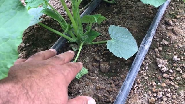 Silor Hıyar üretimi Yapılan Küçük Çaplı Seraların Durumu смотреть онлайн