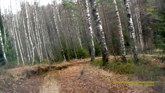 Спуск к Пасторскому озеру от просеки