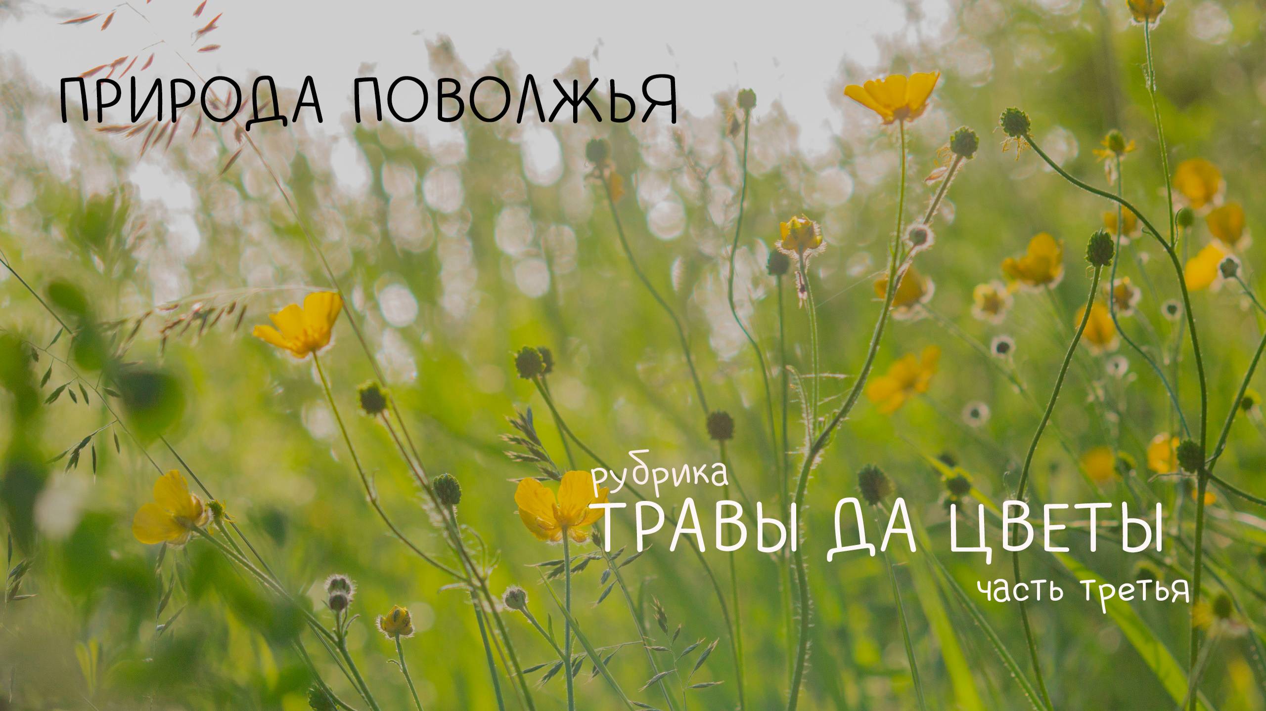 Травы да цветы 3