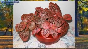 Фиттонии : все особенности ухода // Советы опытного агронома