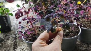 кислица, размножение.