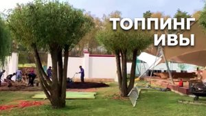 Топпинг ивы | Твой Сад