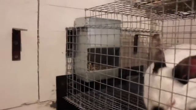 Клетки для кроликов своими руками, зимой. смотреть онлайн