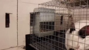 Клетки для кроликов своими руками, зимой.