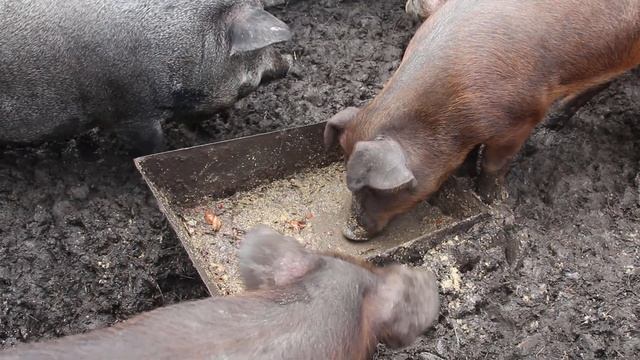 В гостях у свиней. Полный свинарник. Гусыня купается в миске) смотреть онлайн