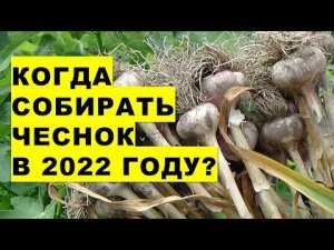 Когда убирать урожай чеснока в 2022 году? Как определить созревание чеснока?