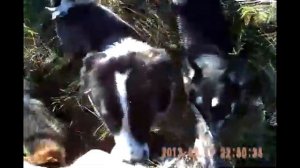 ВС лайка приносит сбитую утку. Охота на утку