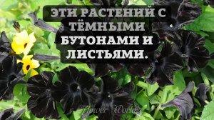 Черные цветы. 15 видов растений с темными бутонами и листьями.?