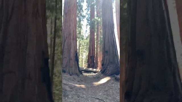 Факты о Секвойе #сша #travel#америка#shorts #тревел#sequoia #секвойя#nationalpark #национальныйпарк