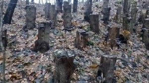 Вешенка на пеньках