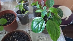 Клеродендрум ЭНЕРМЕ ГОЛЬД Бунге,Госпожи Томпсона,Специозум