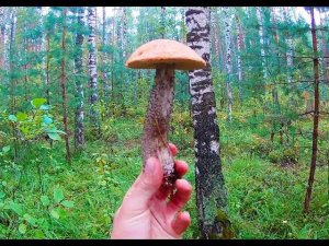 За грибами.... (август 2019)