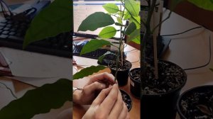 ПРИВИВКА ЛИМОНА В ДОМАШНИХ УСЛОВИЯХ