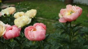 Коралловые пионы