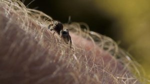 Паук-скакун в руке. Jumping spider (Salticidae) in the hand.