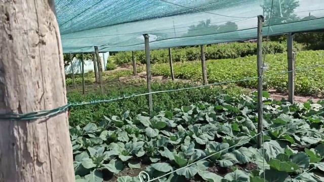 Затеняющая сетка спасает огород 2021... смотреть онлайн