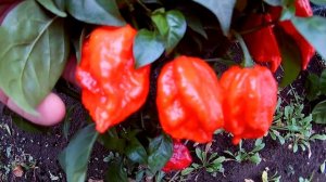 7Pot Julian. Сверх острый сорт перца, 7 Пот Джулиан