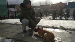 278. Начальная дрессировка щенка бельгийской овчарки малинуа Дарси /сетричка Прайма