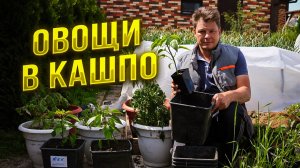 для того чтобы вырастить овощи в емкостях (кашпо) необходимо правильно приготовить субстрат