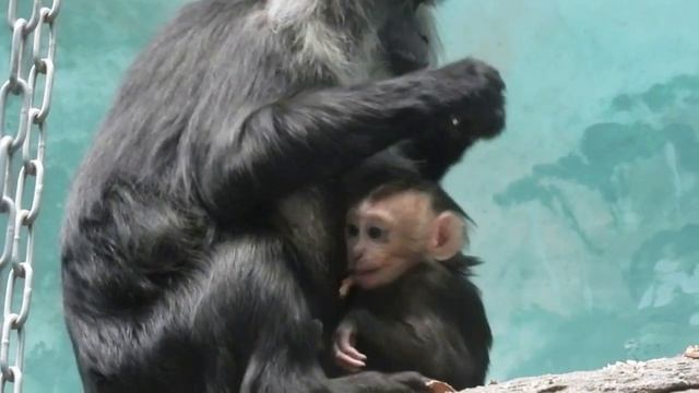 В Московском зоопарке родился еще один детеныш макаки вандеру