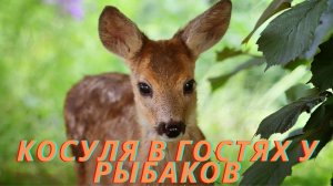 На рыбалке. Красота уральской природы. Плывущая косуля.