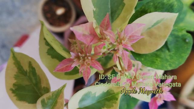 Bougainvillea ?? id: Cinderella /Mahara Variegata