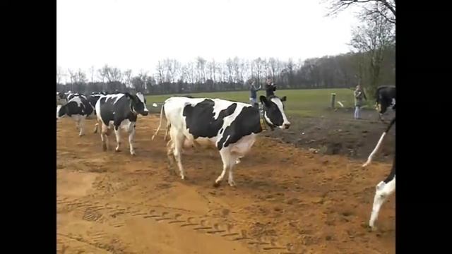 День открытых дверей на ферме в Дании смотреть онлайн